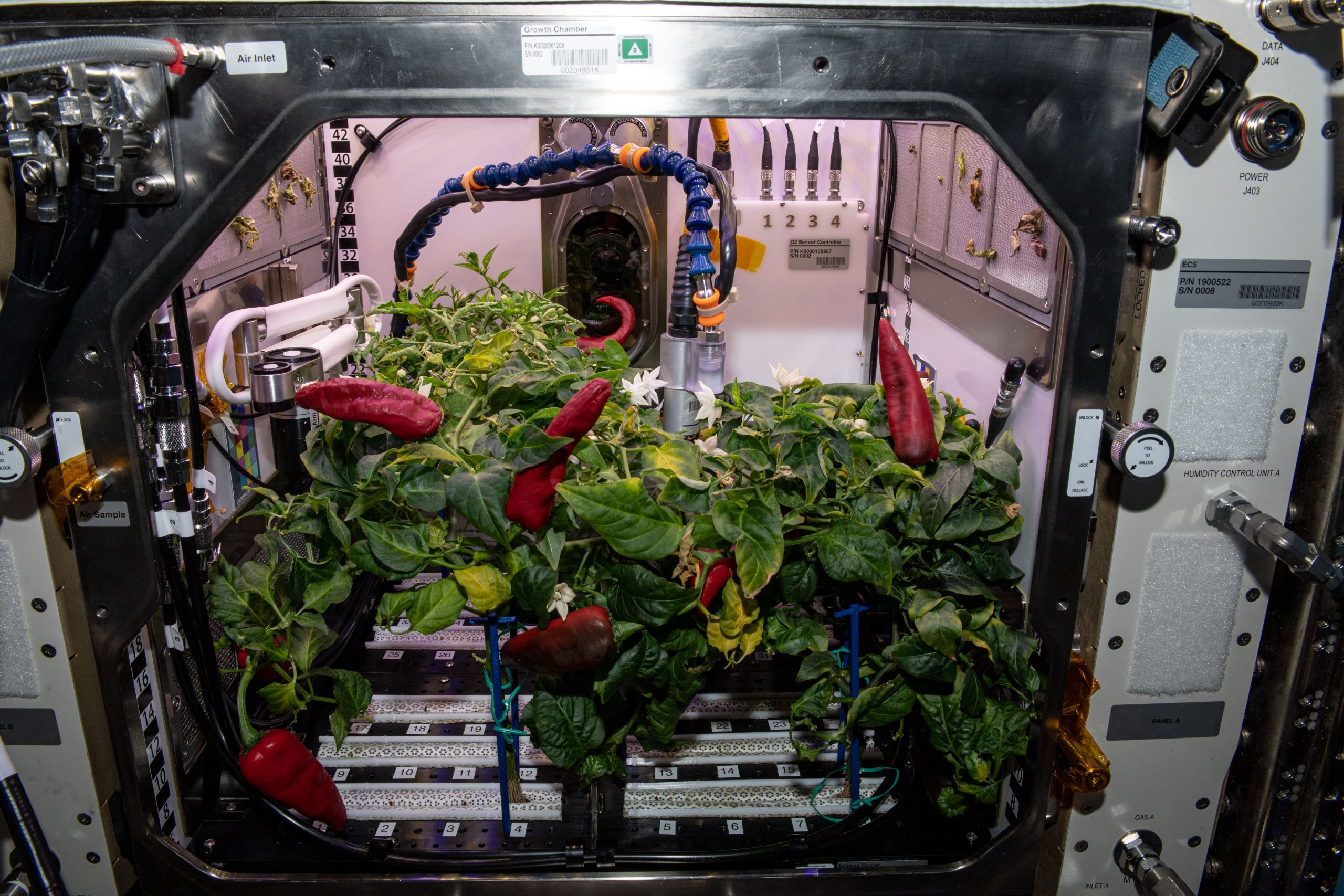 Harvested green and red chile peppers from the Plant Habitat-04 experiment floating in the space station.