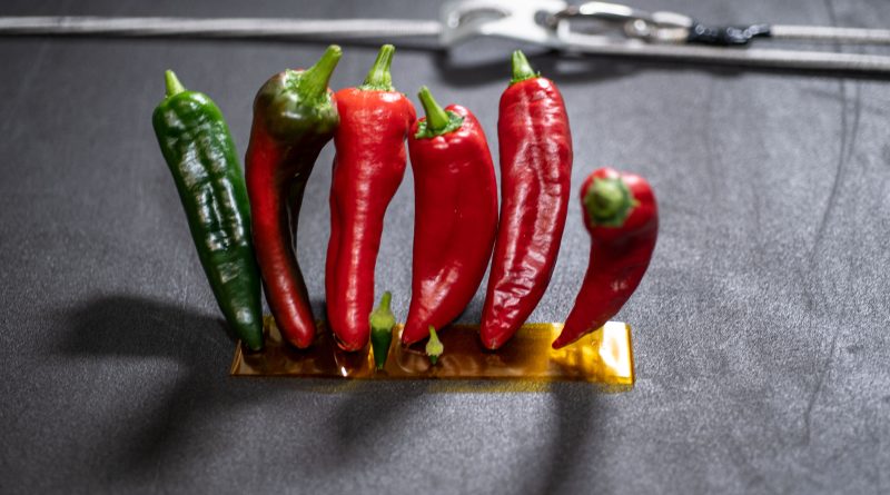 Four chile pepper plants growing inside the Advanced Plant Habitat aboard the International Space Station, shortly before the second and final PH-04 harvest.